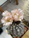 Neochilenia napina